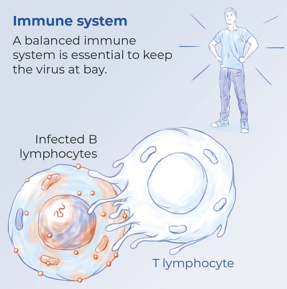 Immune system